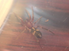 Nucastia supunnoides