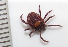 Rhipicephalus maculatus