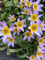 Tulipa saxatilis
