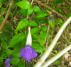 Thunbergia erecta