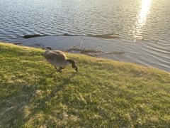 Branta canadensis