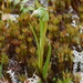 Pterostylis cernua - Photo (c) mattward, μερικά δικαιώματα διατηρούνται (CC BY-NC), uploaded by mattward