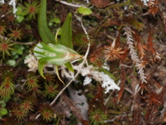 Pterostylis cernua