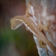 Anolis acutus