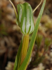 Pterostylis cernua