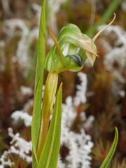 Pterostylis cernua