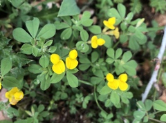 Lotus peregrinus