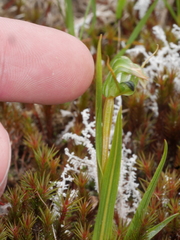 Pterostylis cernua