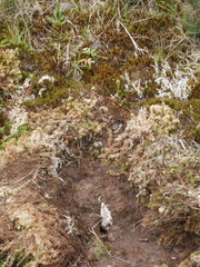 Pterostylis cernua