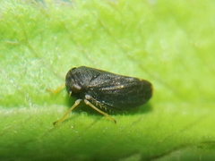 Megophthalminae