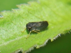 Megophthalminae