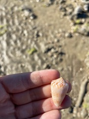 Conasprella perplexa