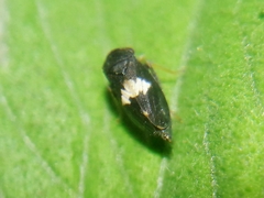 Megophthalminae