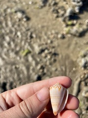 Conasprella perplexa