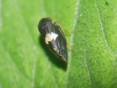 Megophthalminae