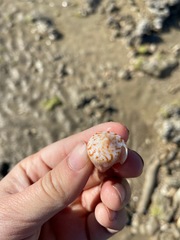 Conasprella perplexa