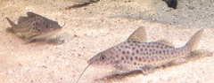 Pimelodus maculatus