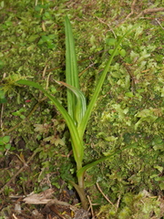 Pterostylis irsoniana