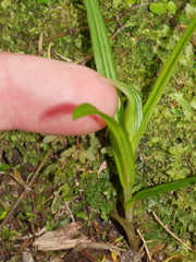 Pterostylis irsoniana