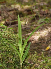 Pterostylis irsoniana