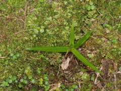 Pterostylis irsoniana