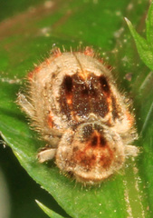 Trichodesma gibbosa
