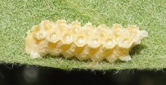 Negromantis gracillima