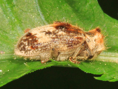 Trichodesma gibbosa