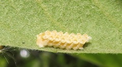 Negromantis gracillima
