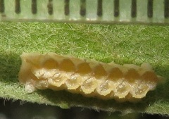 Negromantis gracillima