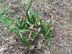 Iris foetidissima