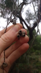 Eucalyptus nitida