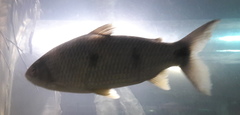 Megaleporinus obtusidens