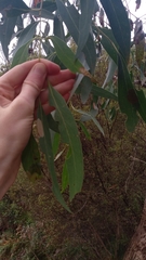 Eucalyptus nitida