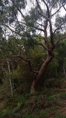 Eucalyptus nitida