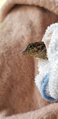 Leiocephalus carinatus