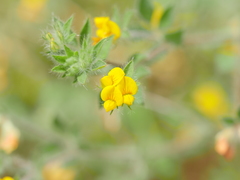 Lotus suaveolens