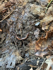 Plethodon cinereus