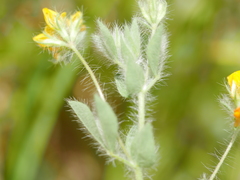 Lotus suaveolens