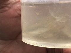 Notropis atherinoides