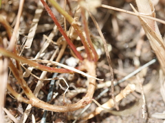 Lotus suaveolens