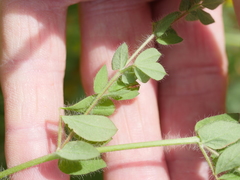 Lotus suaveolens