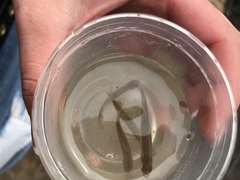 Notropis atherinoides