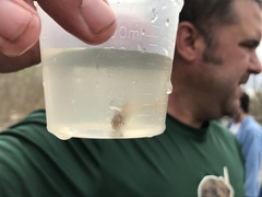 Notropis atherinoides