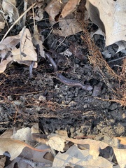 Plethodon cinereus