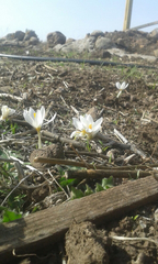Crocus aleppicus