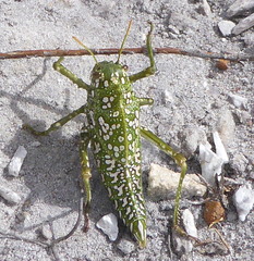 Physemacris variolosa