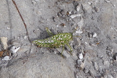 Physemacris variolosa