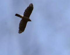 Accipiter gundlachi