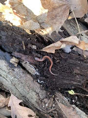 Plethodon cinereus
